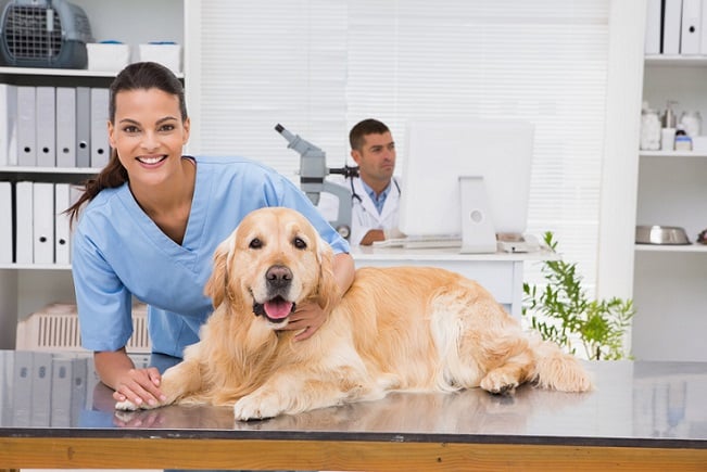 Pet doctor 2024 veterinary clinic